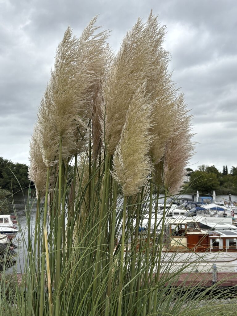 IMG 5521
